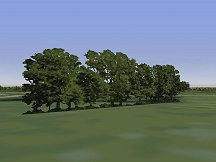 Row of Trees